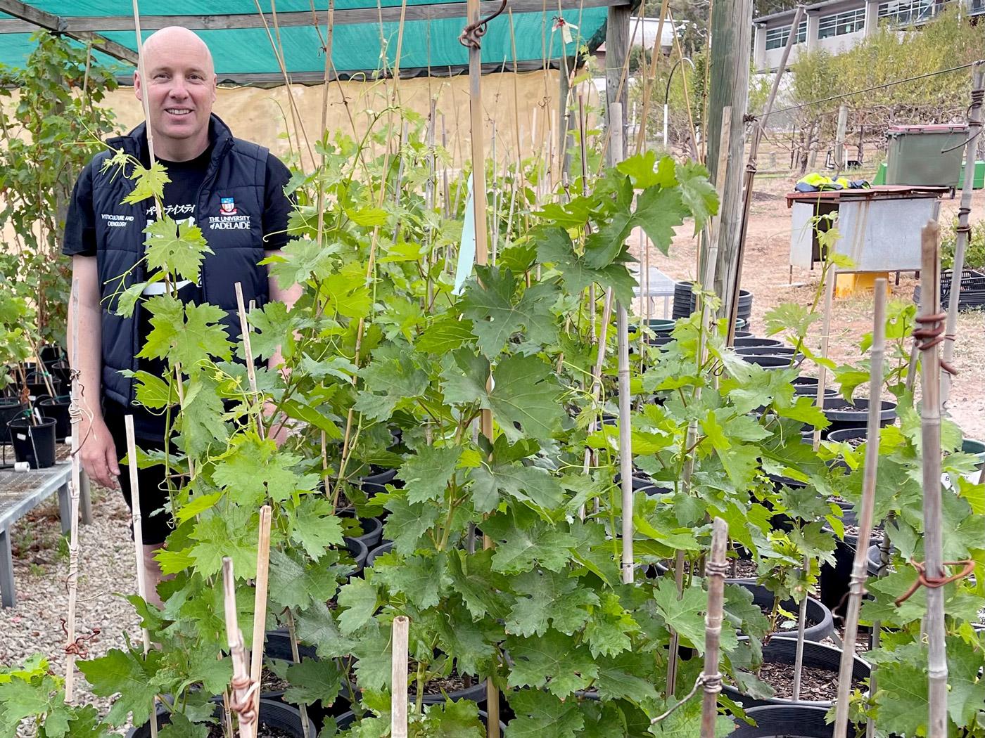 Alexander Copper Cypriot grape varieties