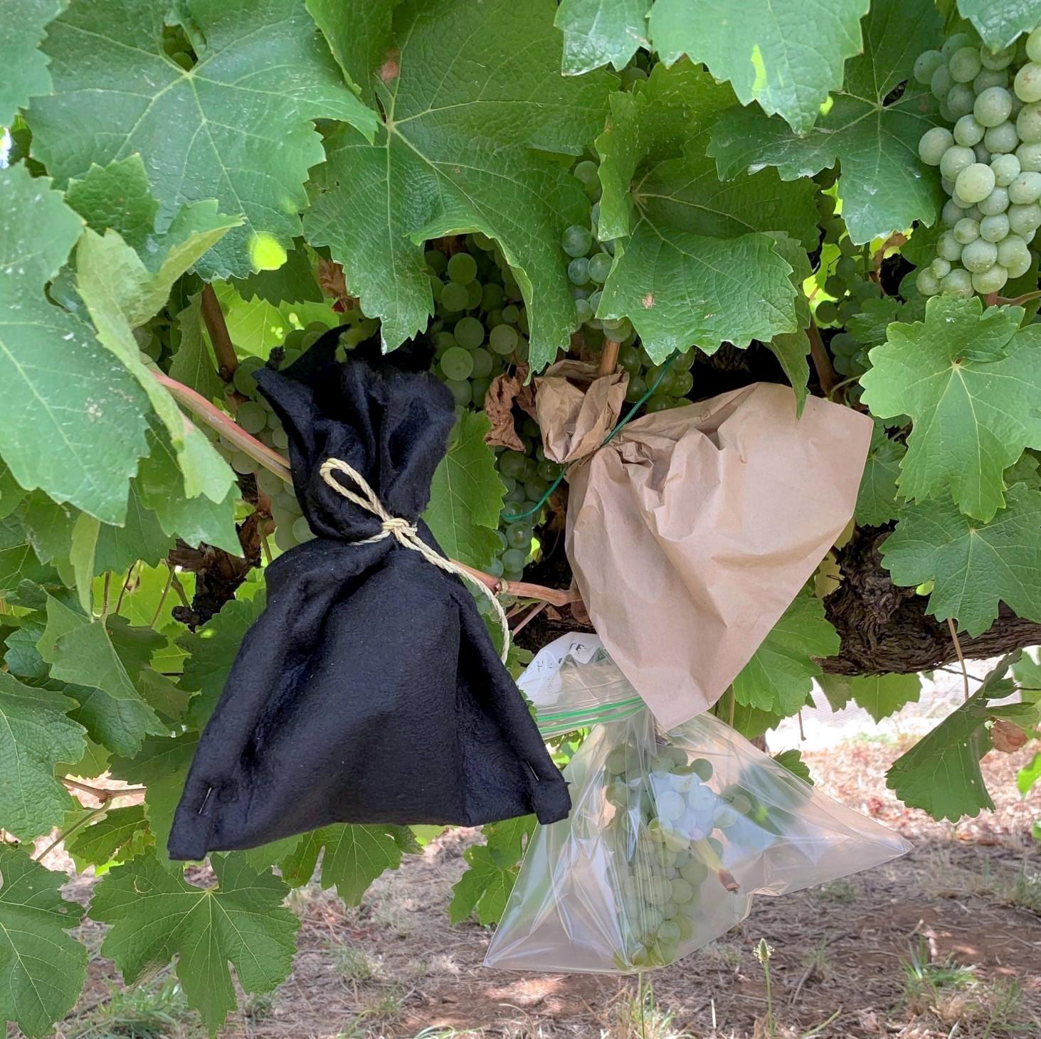 Trial of activated carbon hood technology to prevent smoke taint in grapes.