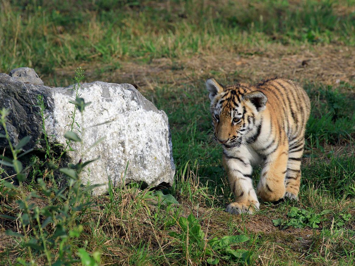 Tiger cub by Jan Van welt from Pixabay 