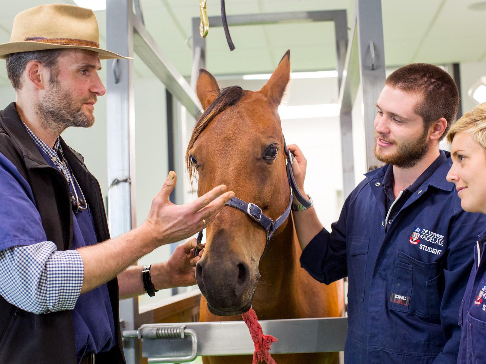 Equine surgeon Erik Noschka with animal and veterinary science students