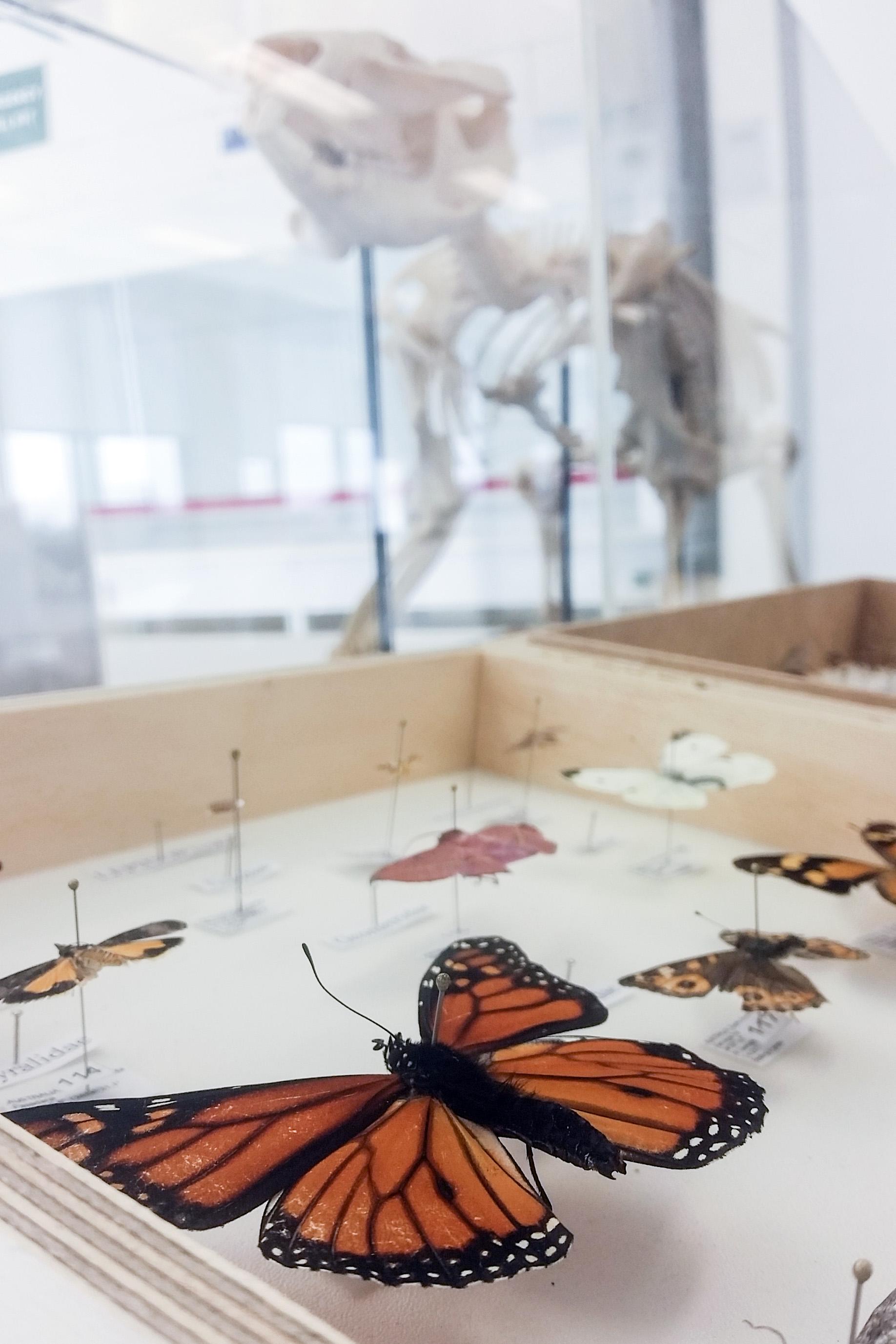 Braggs insect collection