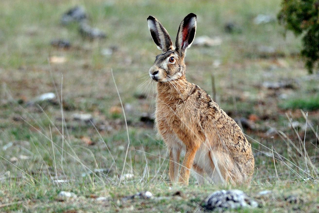 Lepus europaeus by Jean-Jacques Boujot from Paris, France