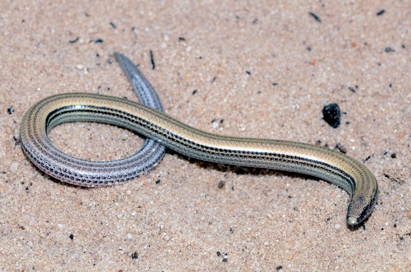 Gronovi's Dwarf Burrowing Skink (Scelotes gronovii)  Image by Marius Burger (Public Domain)