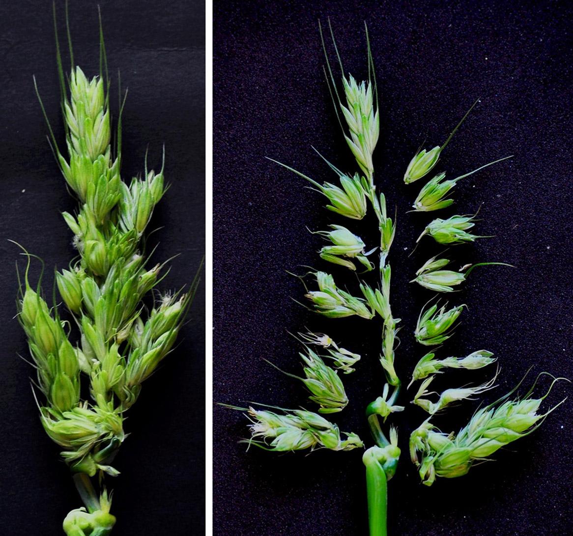 In barley the presence of a specific protein regulates the production of branches and flowers on plant stems in response to warm temperatures. A loss of function in this protein results in the formation of branch-like spikes at high temperatures. 