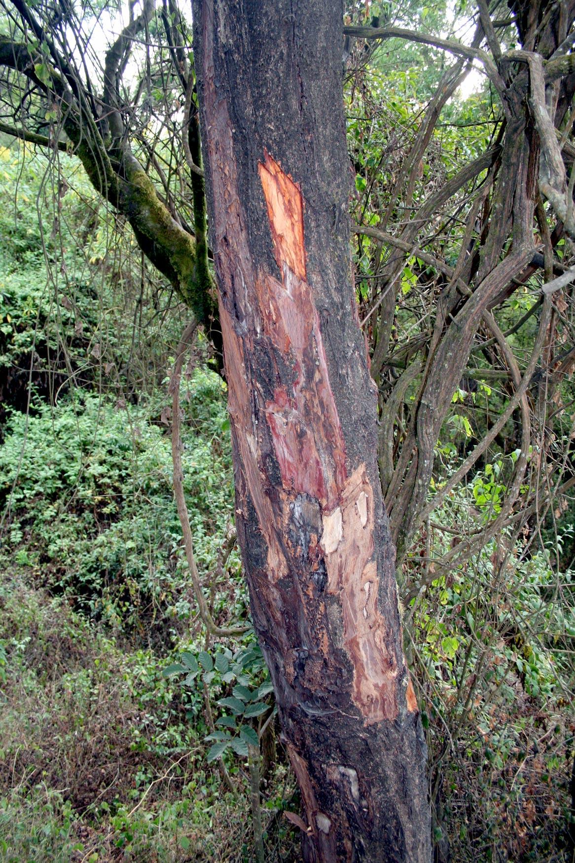 Prunus africana, bark harvested for medicine, Mt. Cameroon Marco Schmidt, CC BY-SA 2.5, via Wikimedia Commons