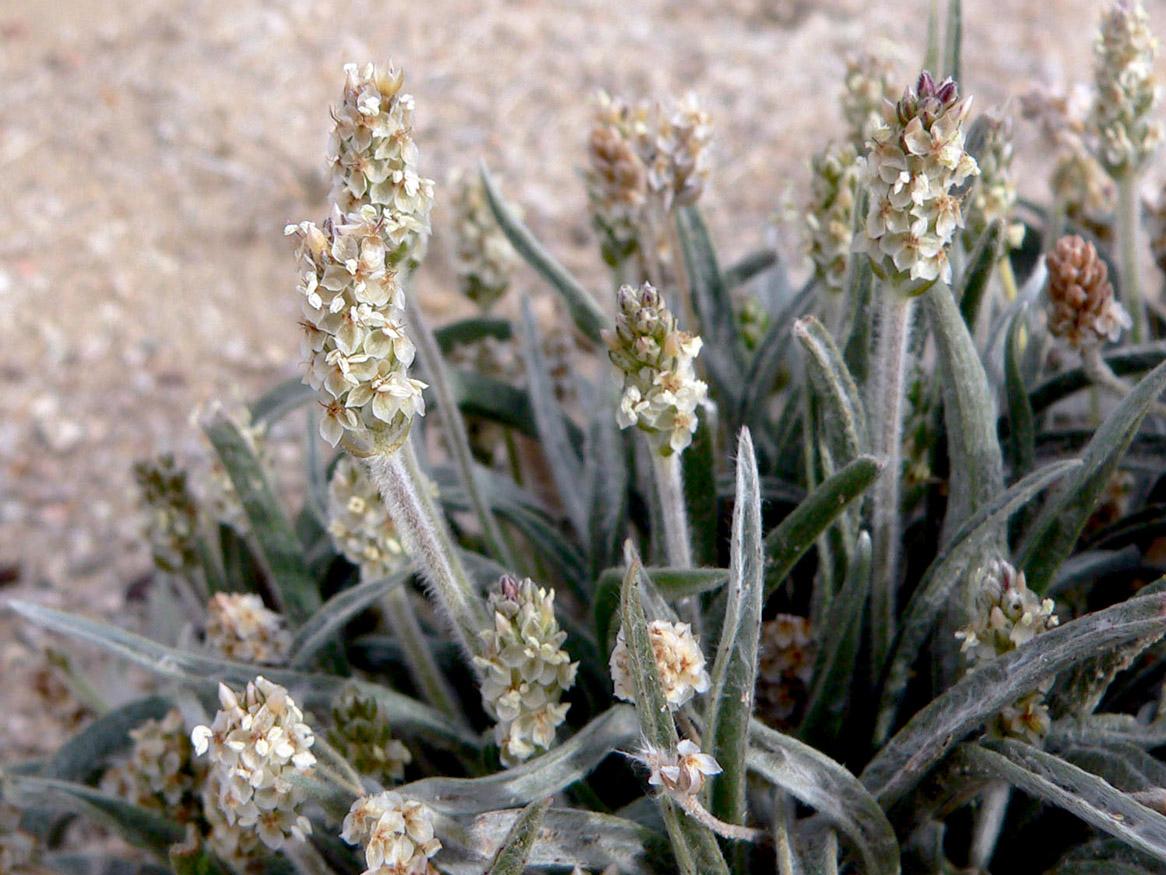 Plantago ovata (psyllium) by Stan Shebs (CC by 3.0)