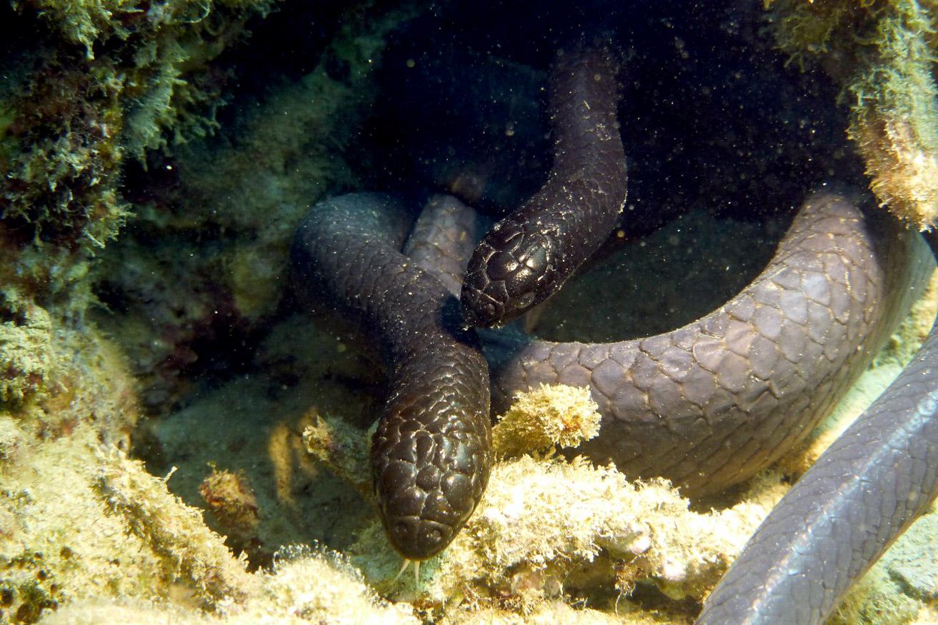 Sea snake love coil