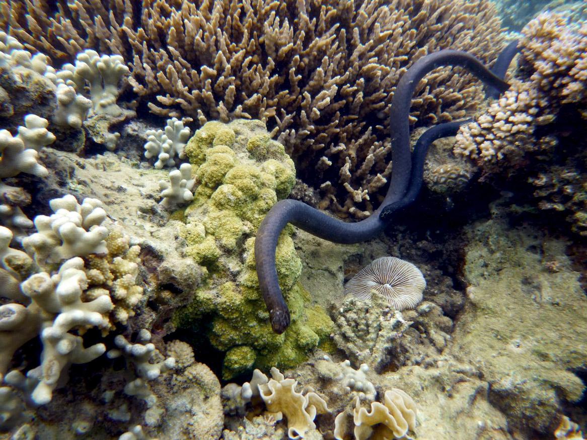 Sea snake sex life