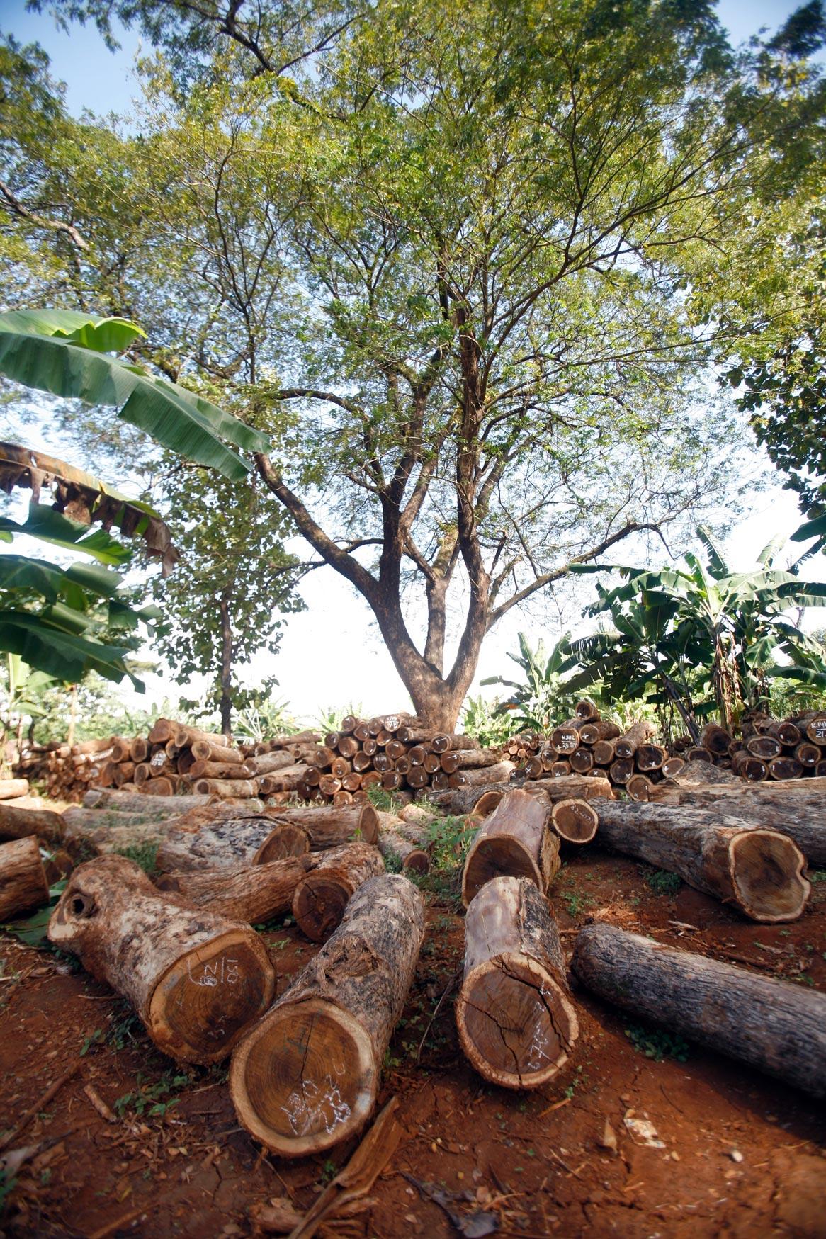 Teak (Tectona grandis) log yard. Jepara, Central Java, Indonesia. Photo by Murdani Usman/CIFOR (CC BY-NC-ND 2.0)