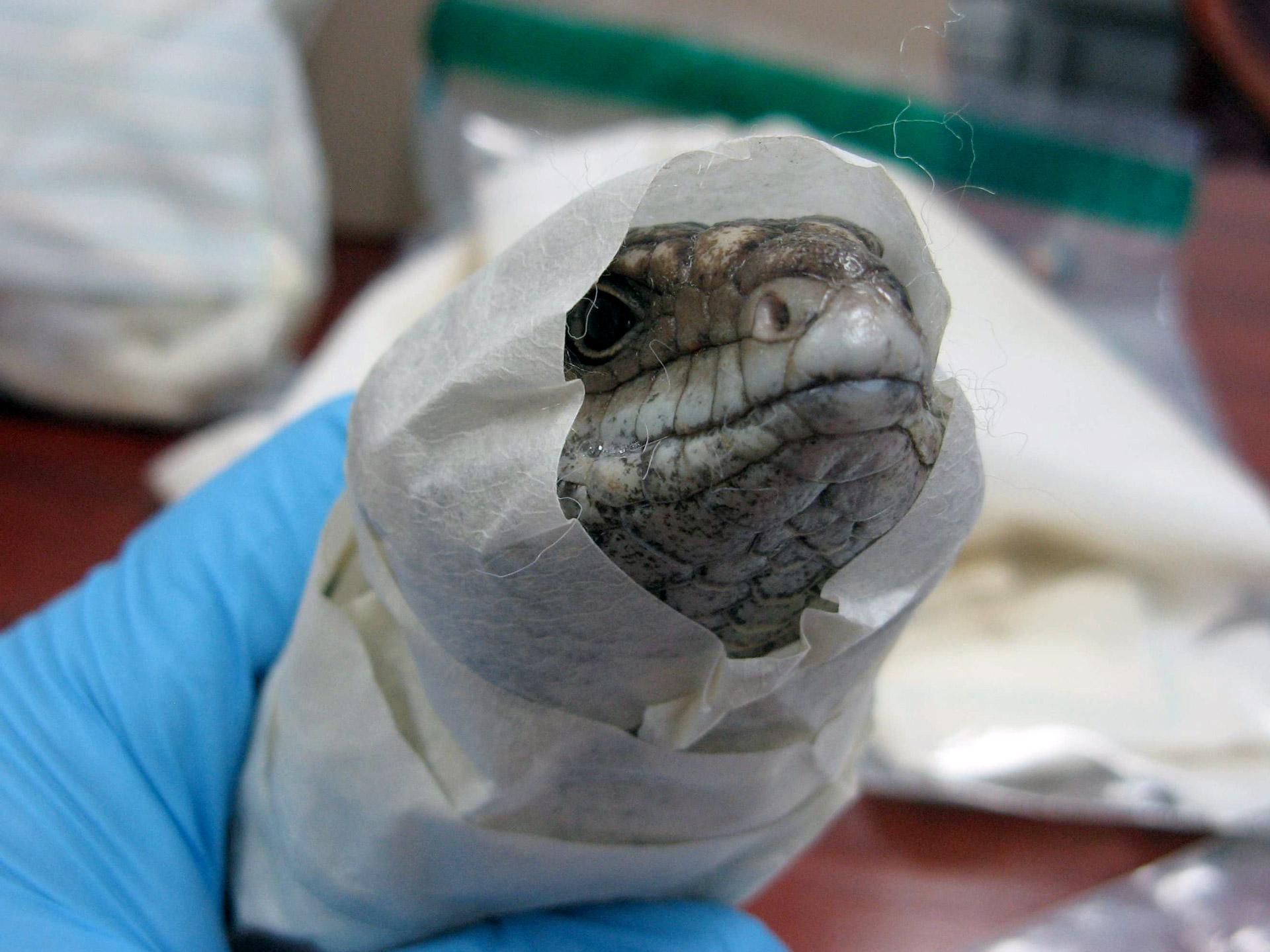 Smugglers attempt to disguise shingleback lizards as other freight to the detriment of the animals health and wellbeing.