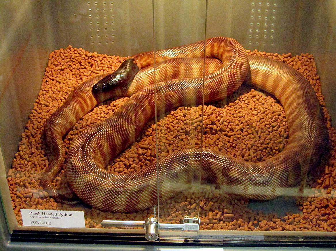 A black-headed python (Aspidites melanocephalu) for sale in Sydney. Image by Newtown grafitti from Sydney, Australia, CC BY 2.0, via Wikimedia Commons.