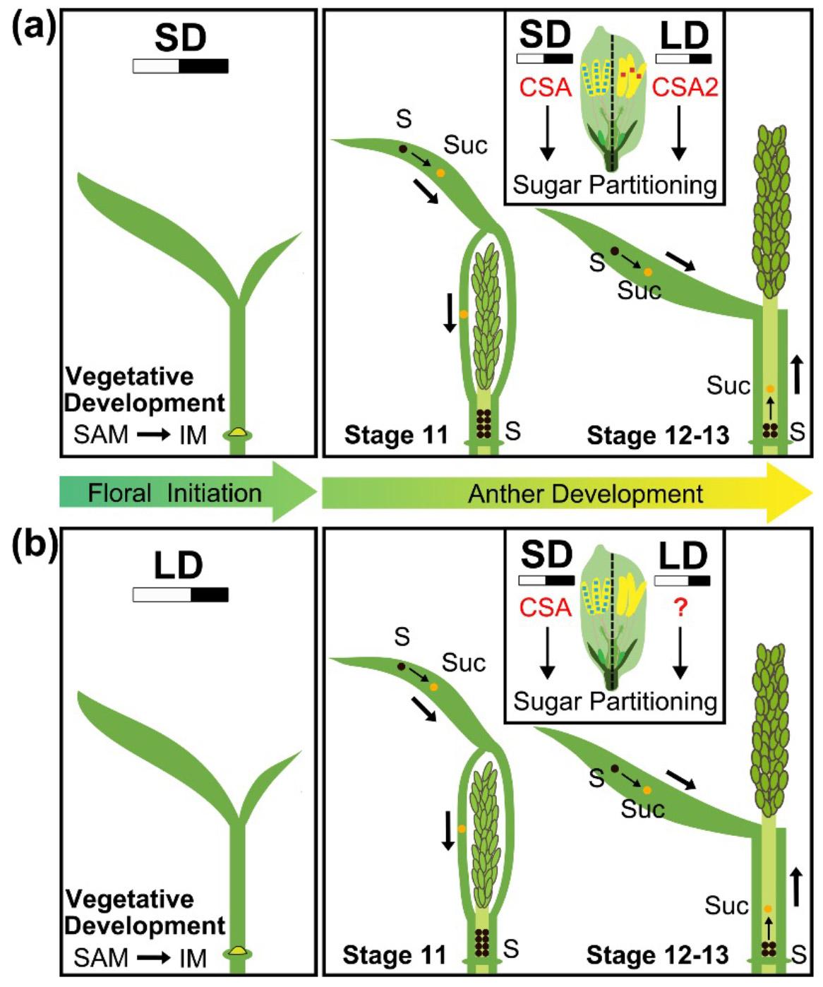 Rice CSA2 diagram Dabing Zhang