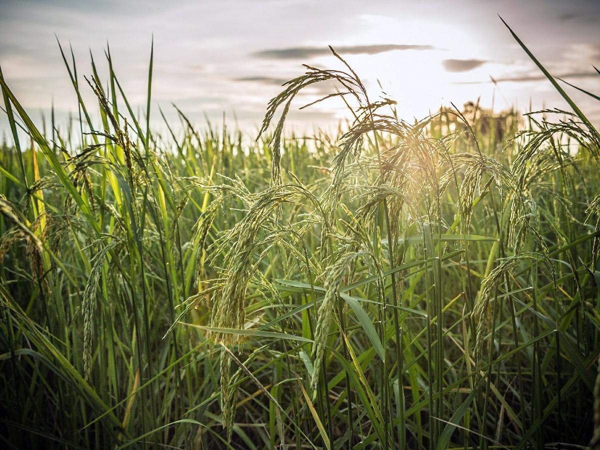 Rice field image by Nattapon Jaroenchai from Pixabay