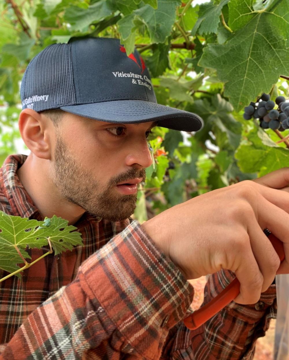 Researcher Pietro Previtali collecting sample Cabernet Sauvignon grapes for the study.