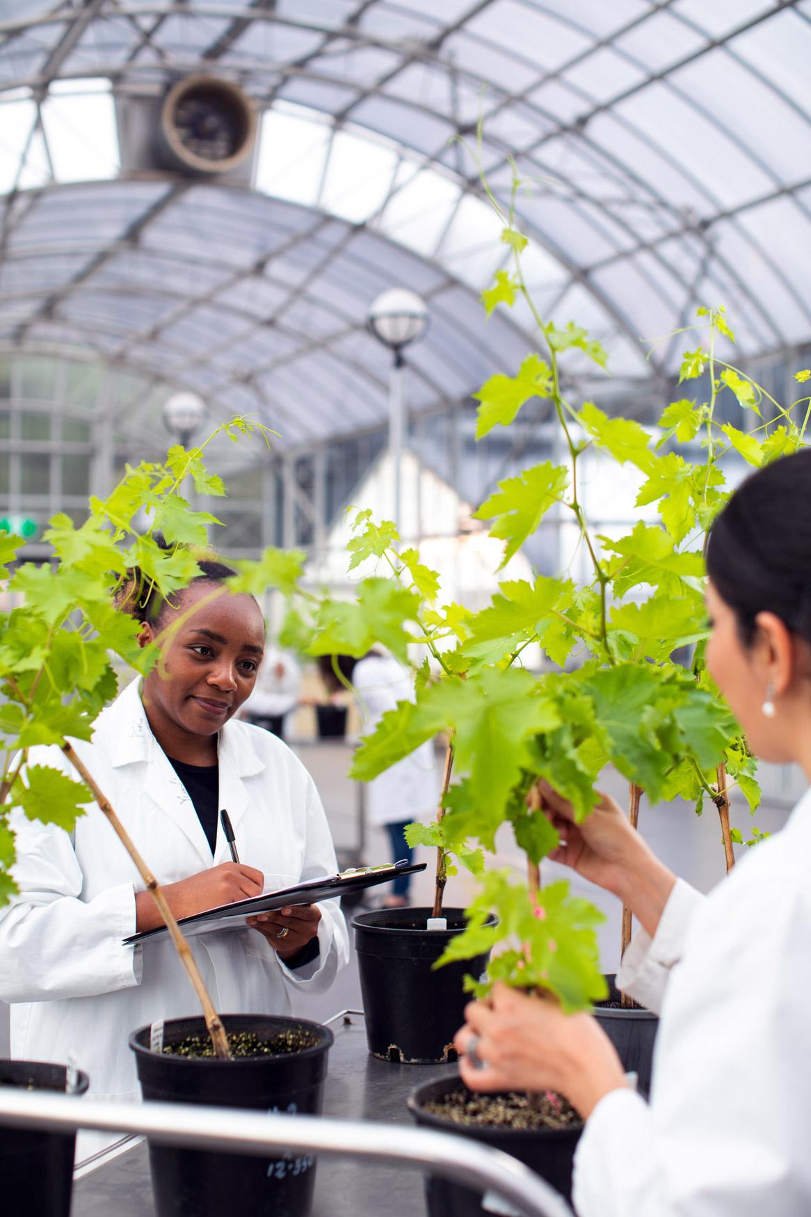 Plant scientists examining grapevines