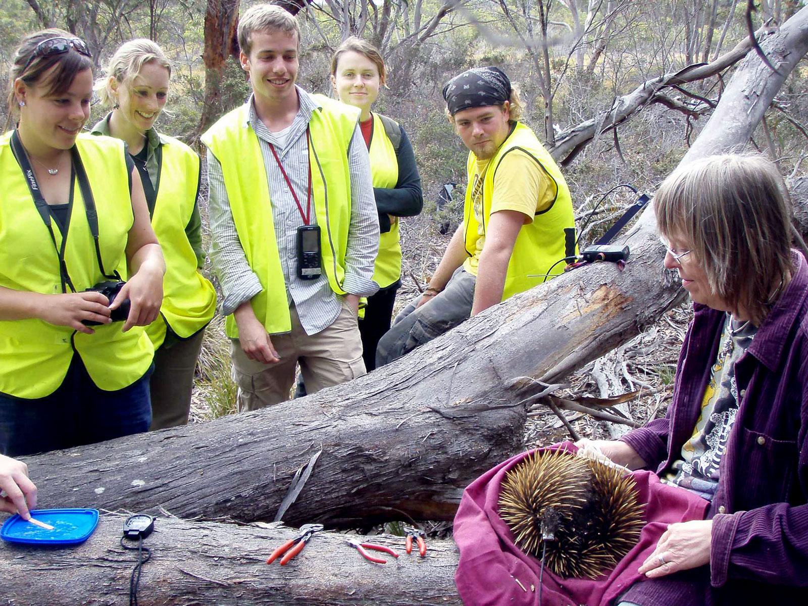 Echidna CSI Kangaroo Island