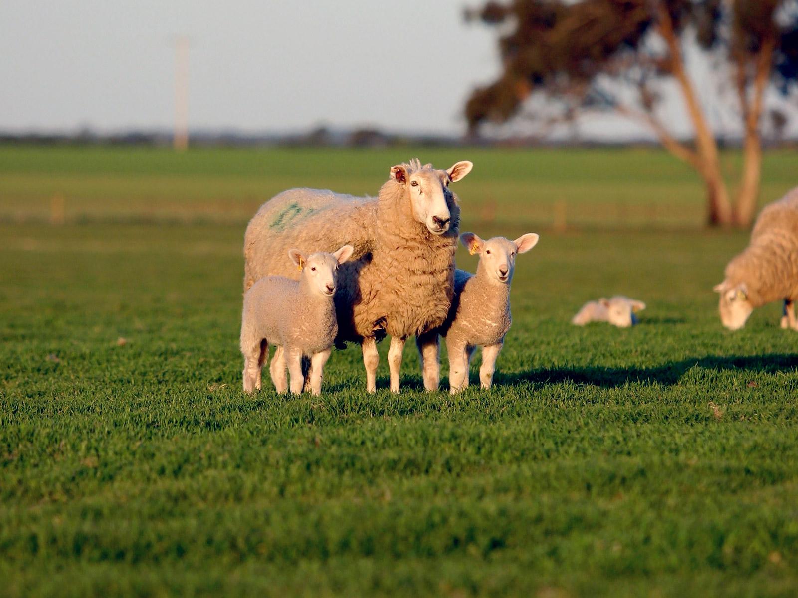 Davies ewe and lambs
