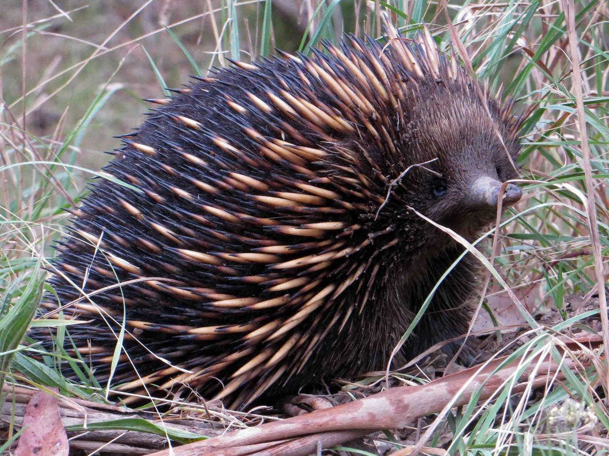 Echidna in the wild - Echidna CSI