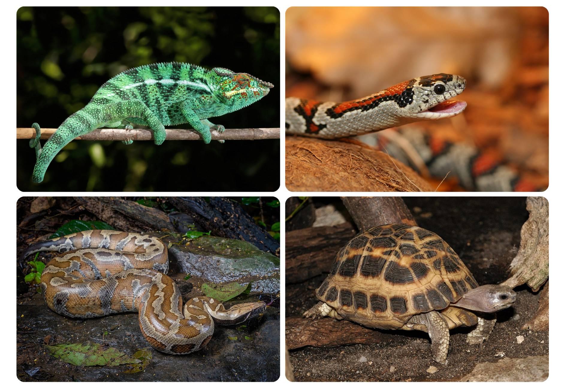 illegal wildlife trade high risk species