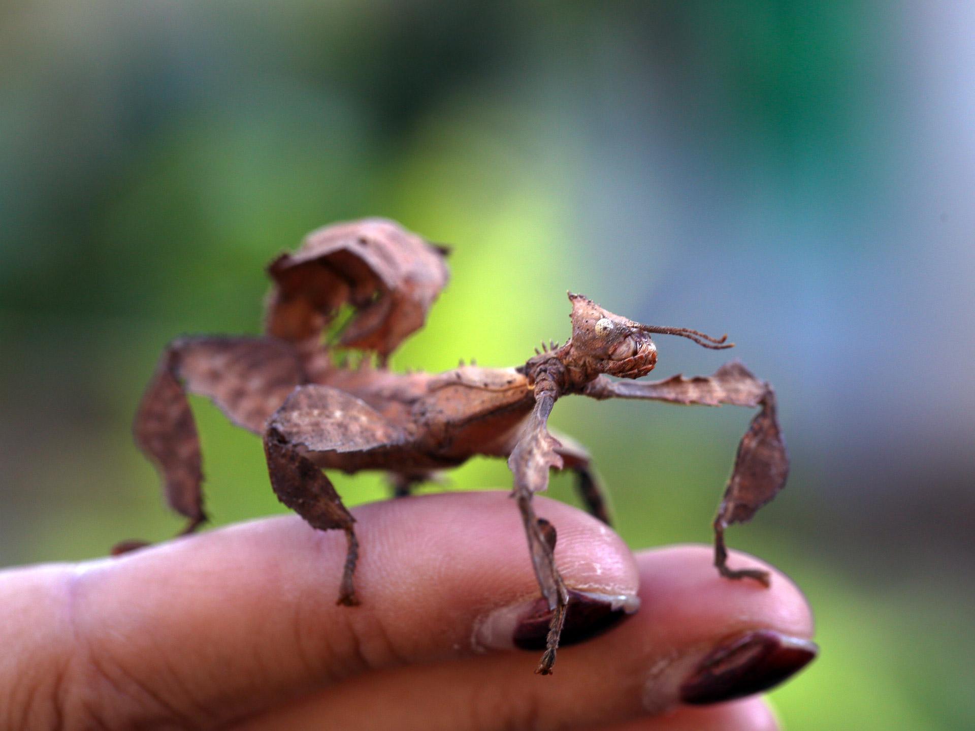 Spiny Leaf Insect by Mario Madrona via Flickr (CC BY-NC-SA 2.0)