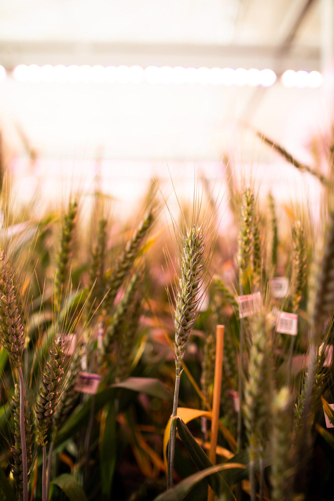 Wheat in glasshouse