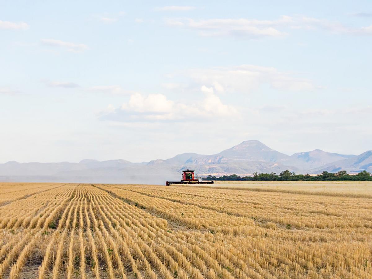 A durum crop in New South Wales. Image courtesy of GRDC.