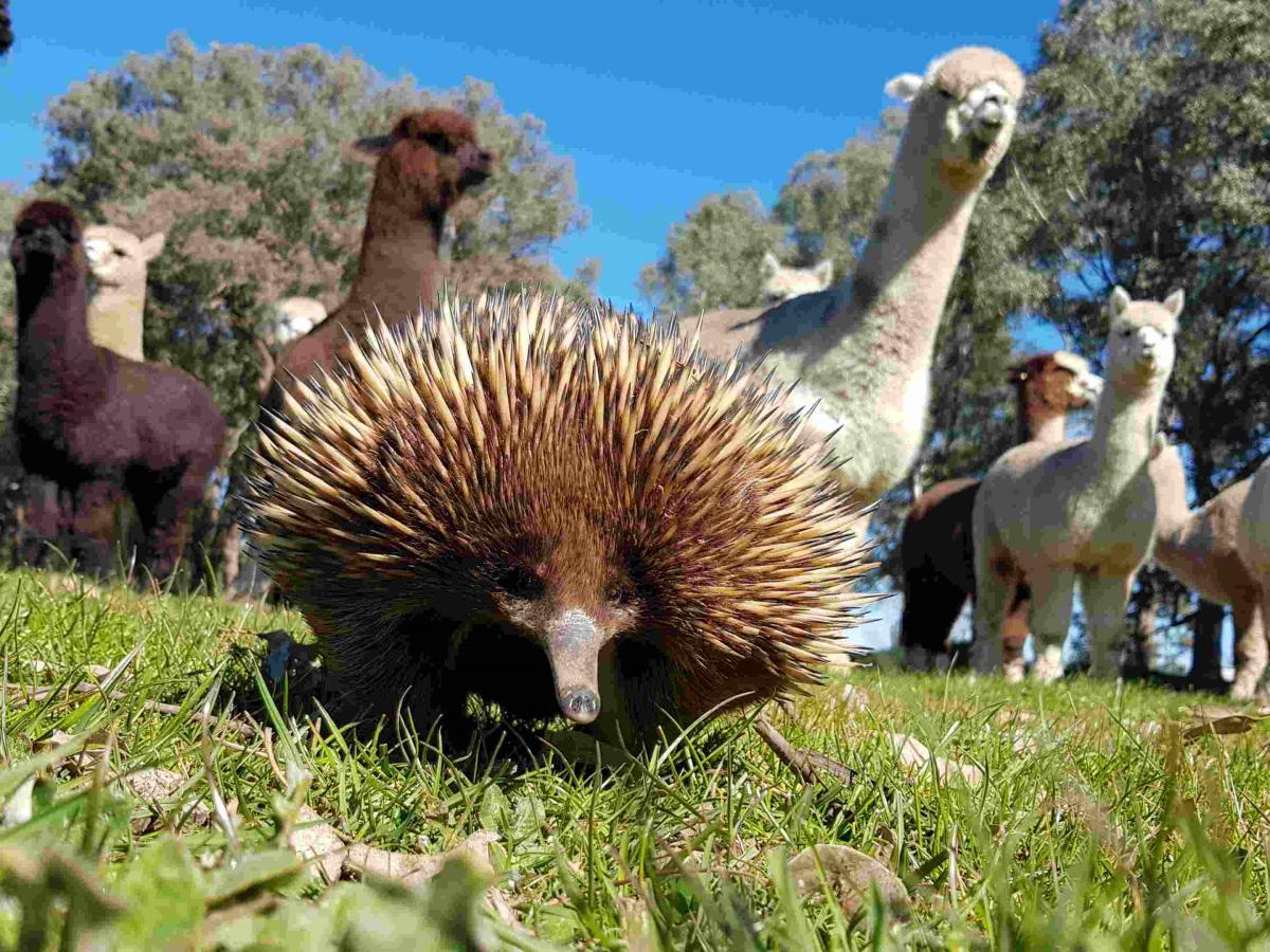 Echidna CSI alpacas