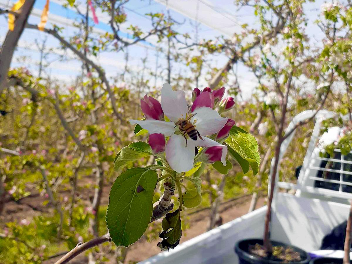 Honey bee visits potted polliniser plant on the back of a slow moving vehicle