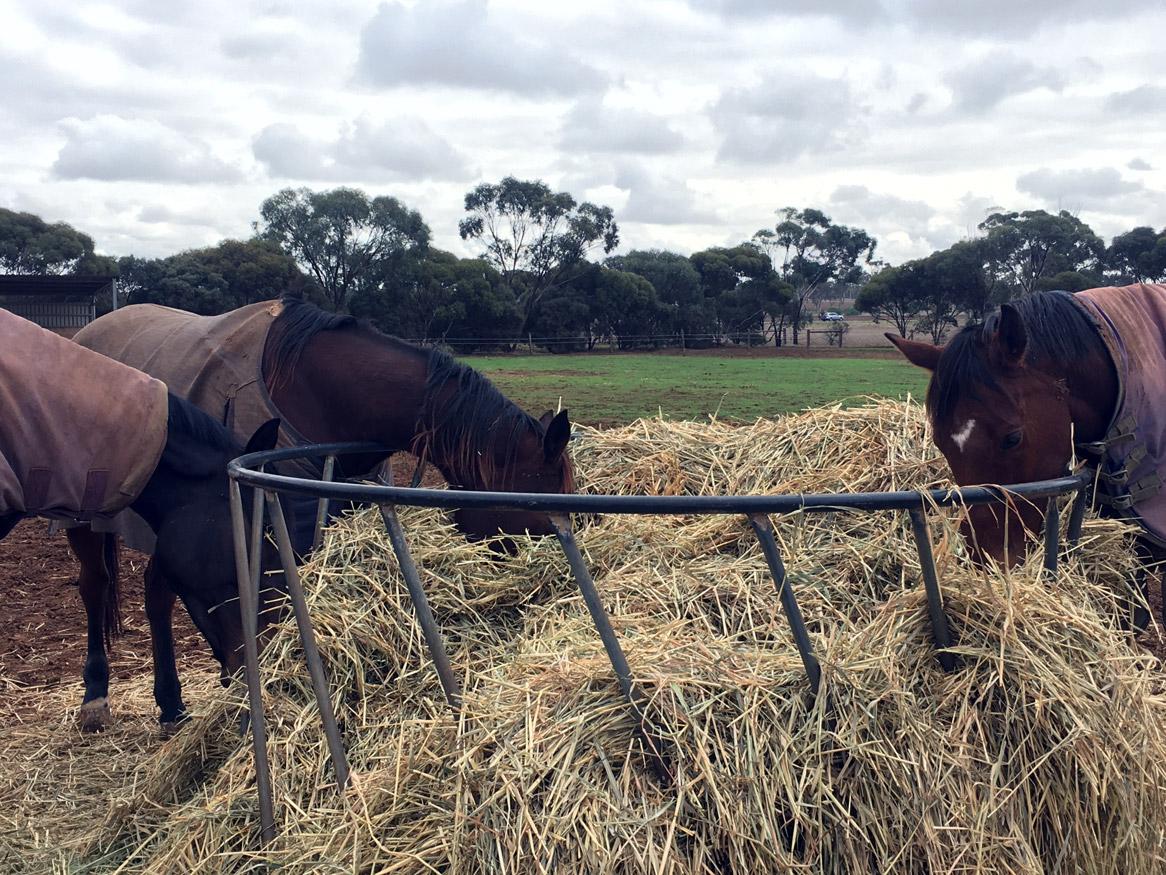 Horses round bale by Surita Du Preez