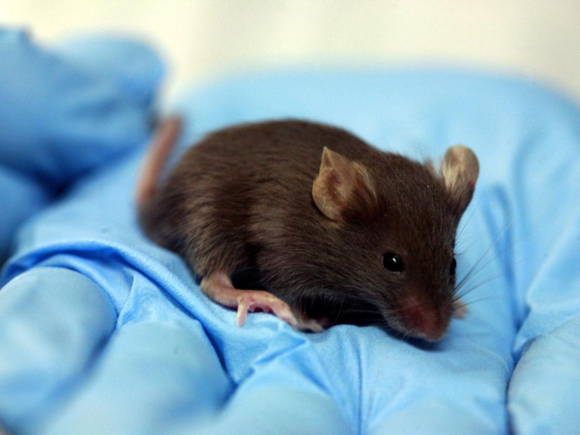 Lab mouse by Rama CC by 2.0
