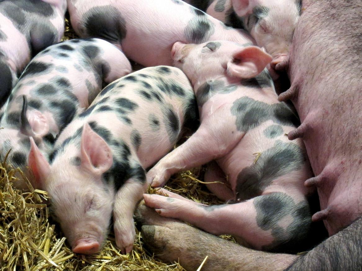 Piglets by benj500 from Pixabay 