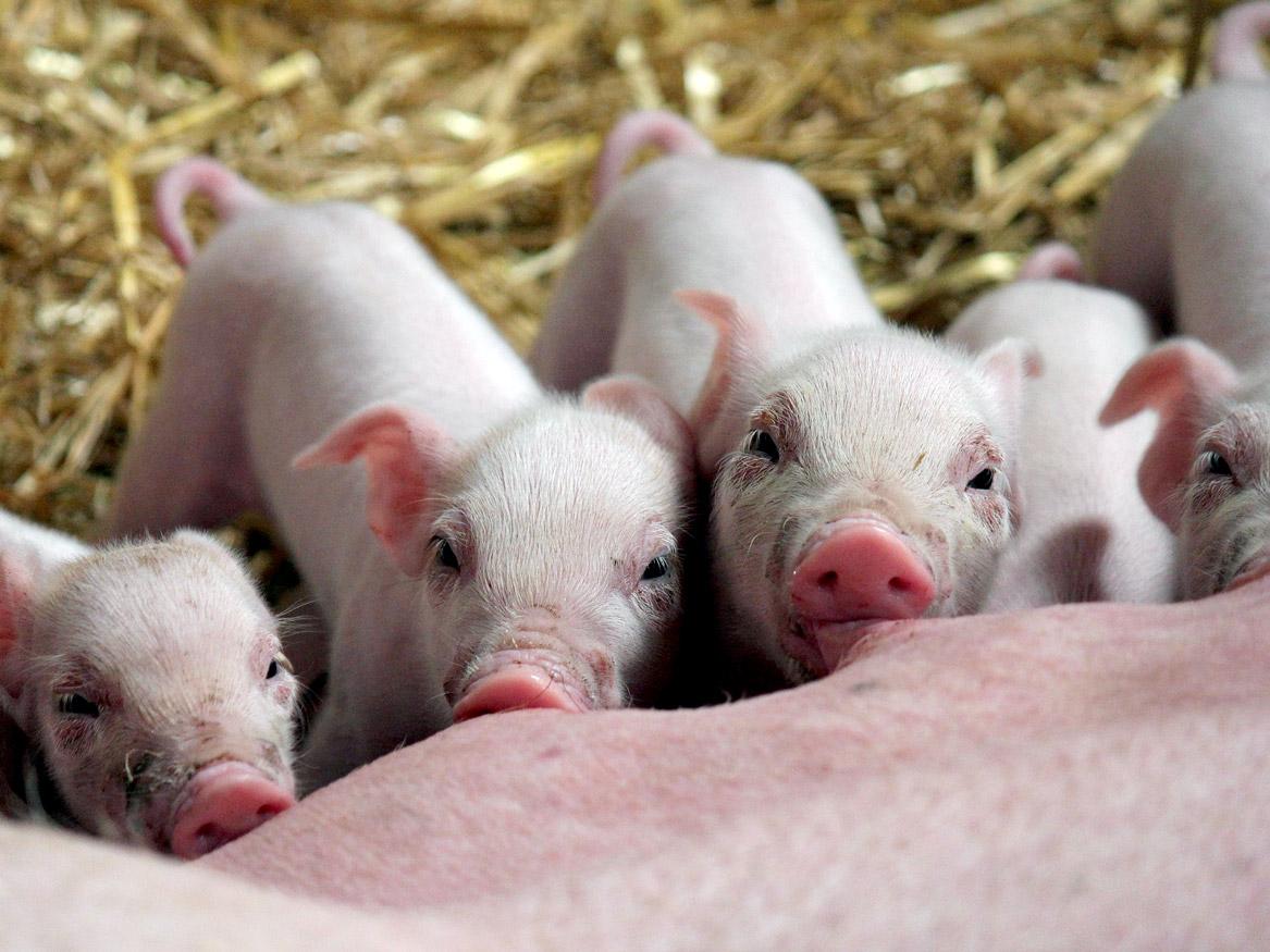 Piglets by Paul Anderson from Pixabay 