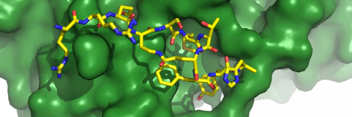 A graphical representation of the new molecule (yellow sticks) interacting with ‘the sliding clamp’ (green surface).