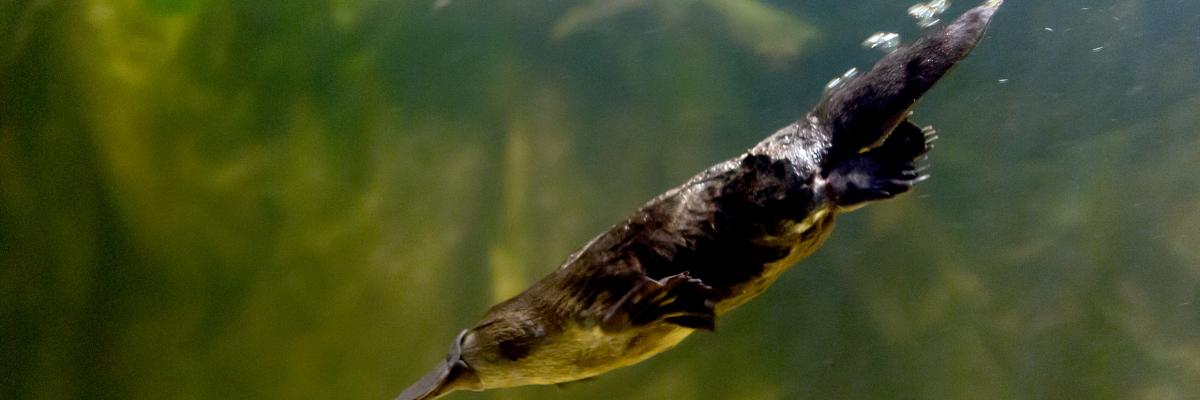 Platypus image - Image courtesy of Matt Chan