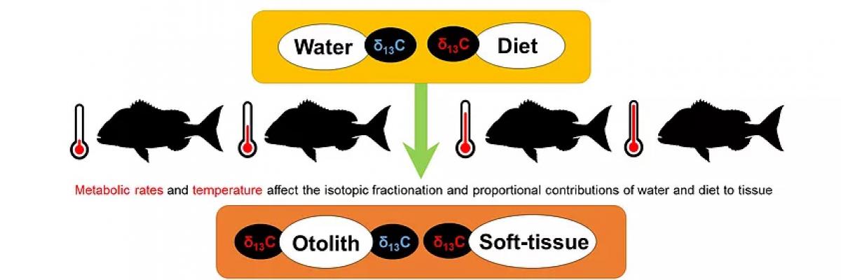 Biological histories in fish diagram - News