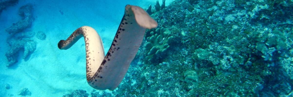 Olive sea snake