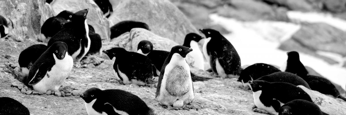 News Tom Chambers physics penguins