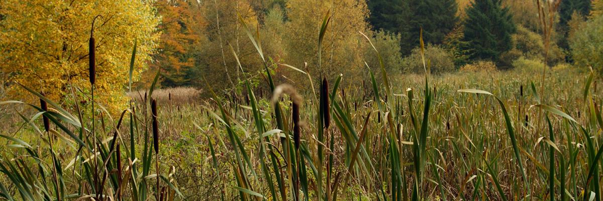 Ecology & management of common reed & bulrush