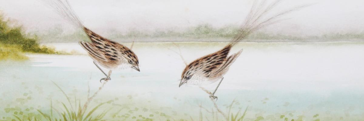 Research to save the emu wren