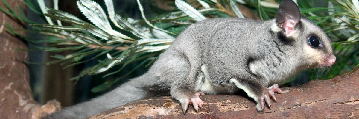 Marsupial glider research