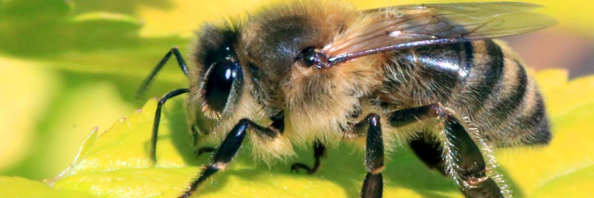 Honeybee genetics research
