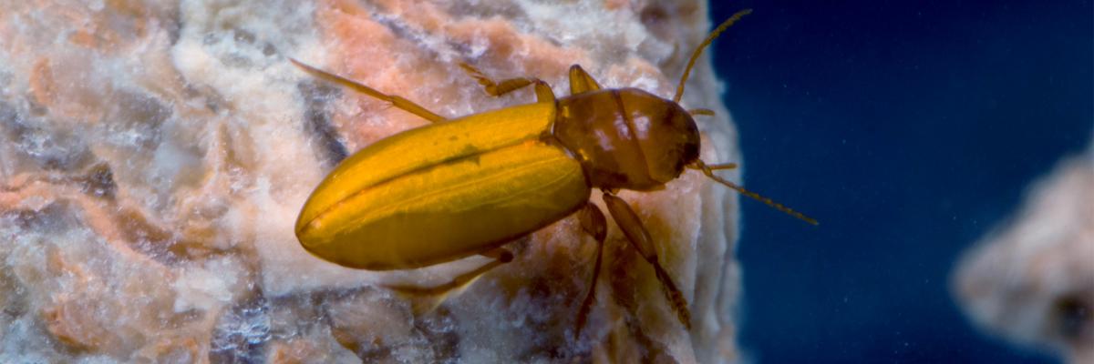 Breathing beetles - P. macrosturtensis on the rock