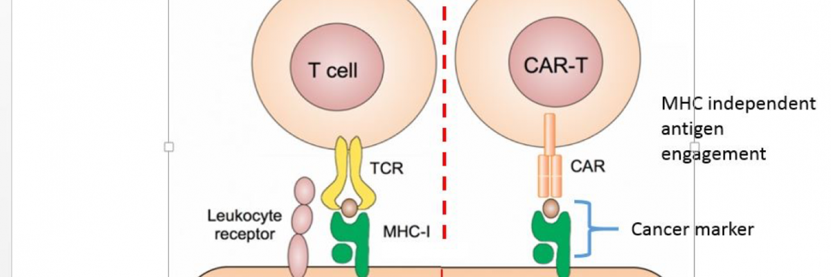 Optimisation of chimeric antigen receptor - Simon Barry