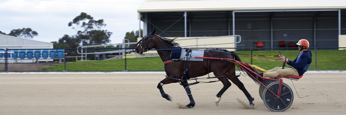 Equine athlete