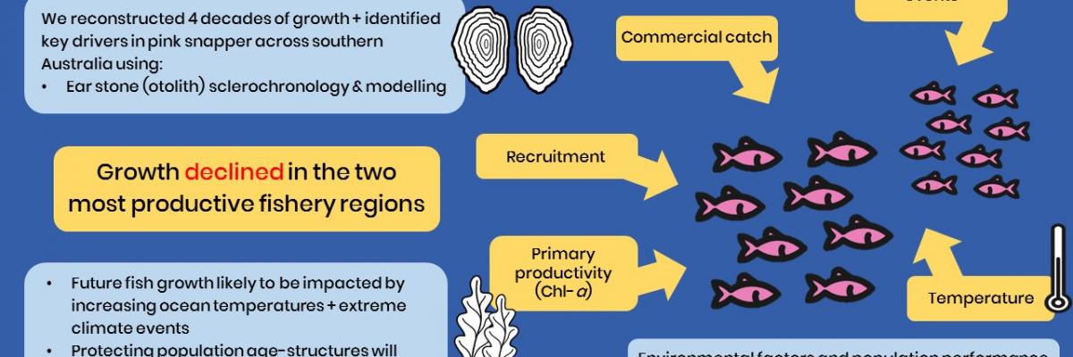 Fishery growth research by Jasmin Martino graphical abstract