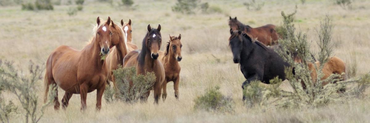 Horses have evolved to be able to run at almost any moment, in case a predator arrives. Flickr/Cowboy Dave CC BY-ND 2.0