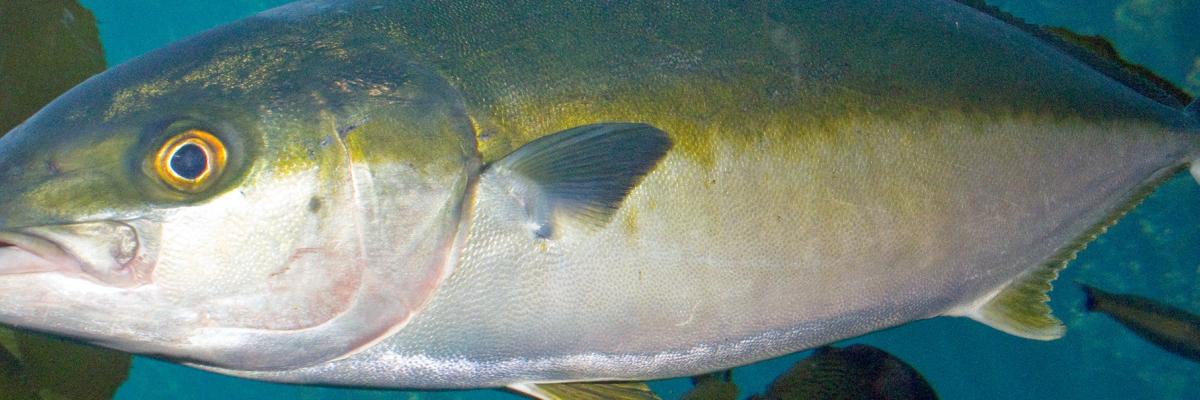 Yellowtail Kingfish - Brian Gratwicke (CC BY 2.0) 