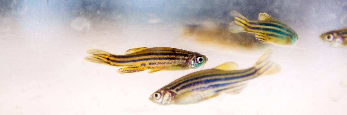 Zebrafish