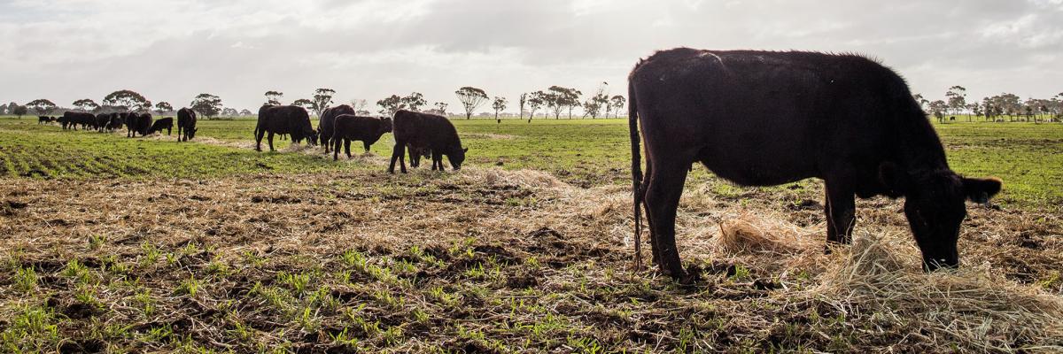 Cattle banner