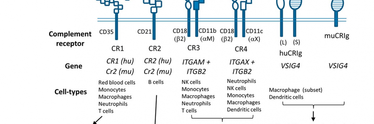 Characteristics, function and expression of complement receptors
